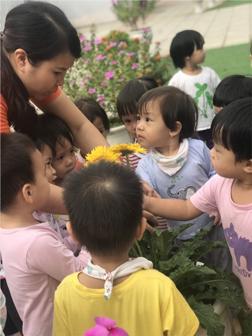 Các bé lớp Nhà trẻ khám phá hoa trong sân trường cùng cô